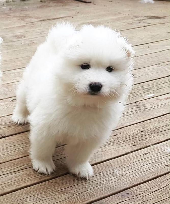 Adorable lovely Male and Female samoyed Puppies for adoption Image eClassifieds4u