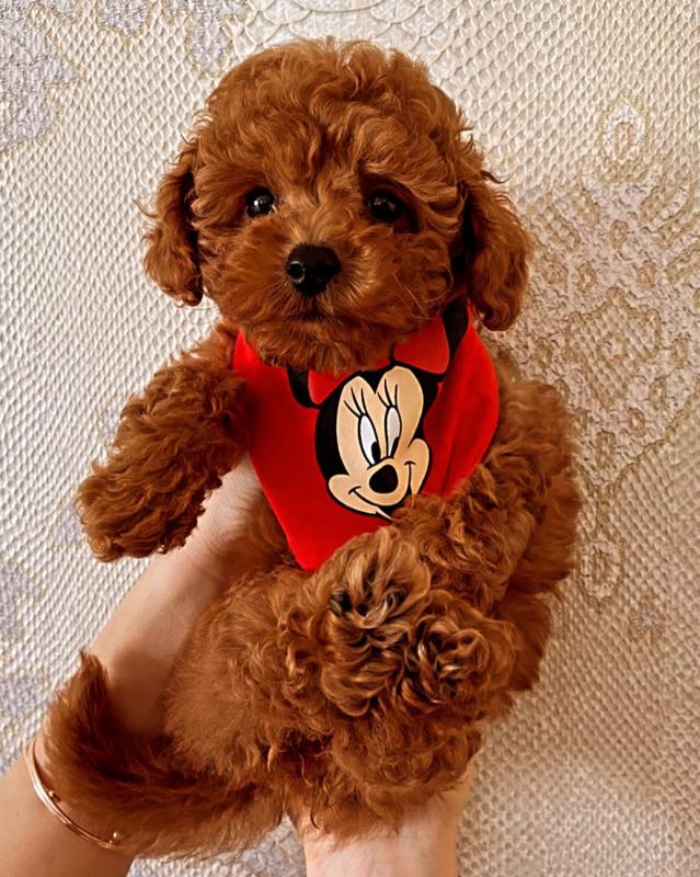 ❤Beautifull Toy poodle puppies for adoption💚 Image eClassifieds4u