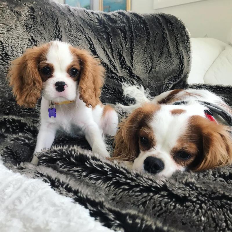 Cavalier king charles puppies for re-homing Image eClassifieds4u
