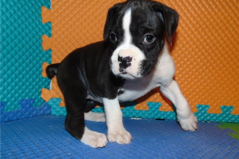 cute Boxer puppies for free adoption Image eClassifieds4u