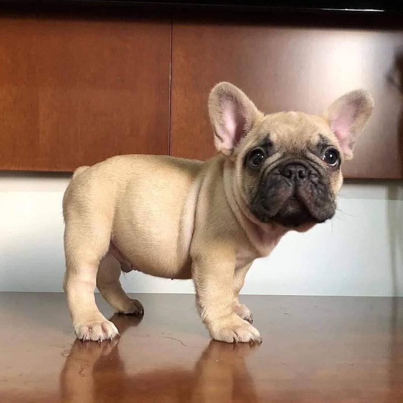 Fantastic french bulldog Puppies Male and Female for adoption Image eClassifieds4u