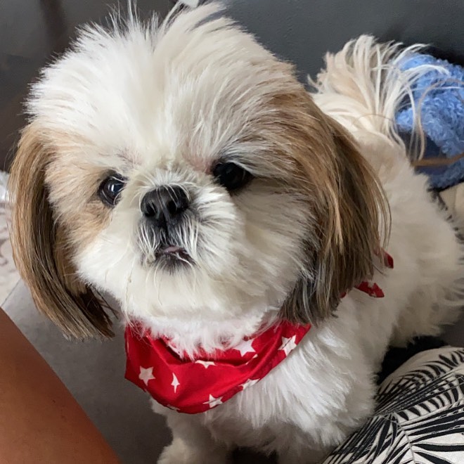 lovely shit tzu puppies for adoption Image eClassifieds4u