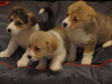 Adorable lovely Male and Female corgi Puppies for adoption Image eClassifieds4u 2
