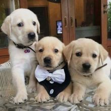 Adorable lovely Male and Female labrador retriever Puppies for adoption Image eClassifieds4u 1