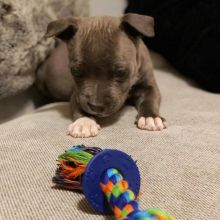 Blue nose pitbull puppies for adoption Image eClassifieds4u 1