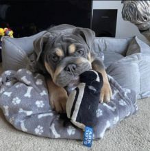 cute english bulldog for adoption Image eClassifieds4u 2