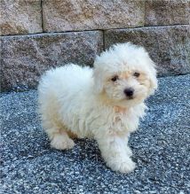 Excellence lovely Male and Female bichon frise Puppies for adoption Image eClassifieds4u 1
