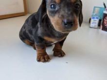 Excellence lovely Male and Female dachshound Puppies for adoption Image eClassifieds4u 3