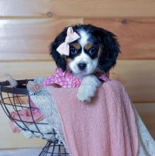 💚Mini bernese puppies for adoption💛 Image eClassifieds4U