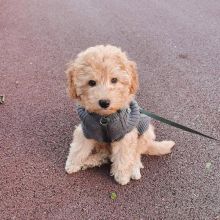 Poodle puppies for free adoption Image eClassifieds4u 2