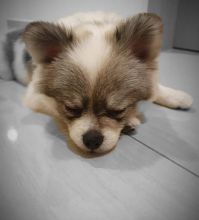 Smart pomsky puppies for adoption. Image eClassifieds4u 1