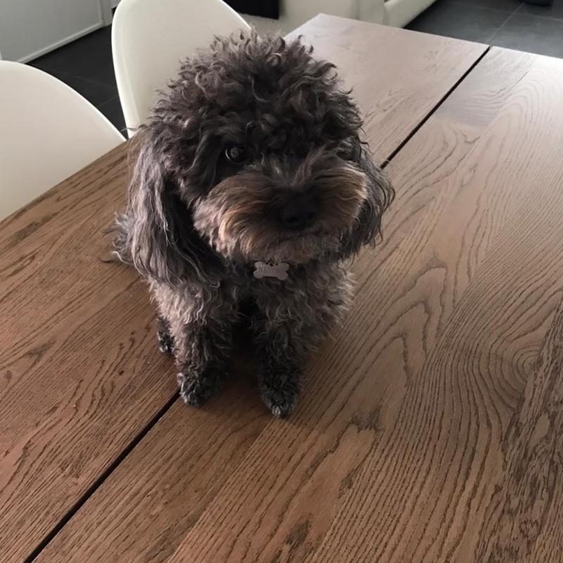 Poodle puppies for free adoption Image eClassifieds4u