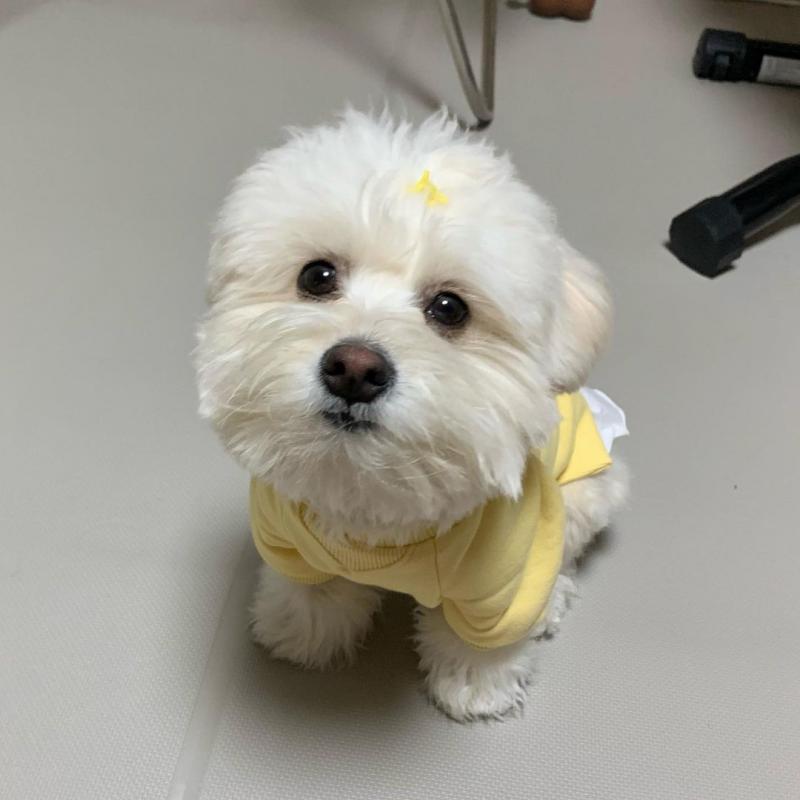 pretty maltese for free adoption Image eClassifieds4u