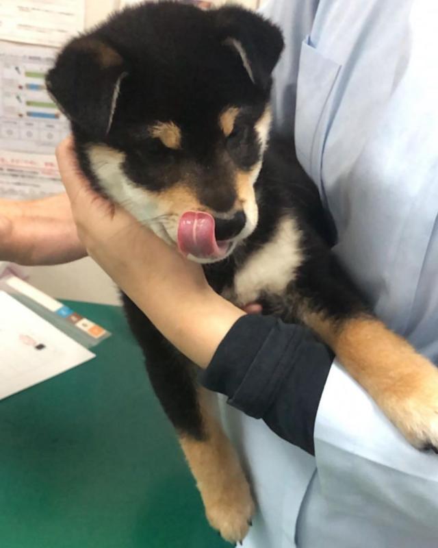 smart shiba inu puppies for free adoption Image eClassifieds4u