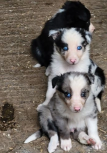 Beautiful Border Collie pups