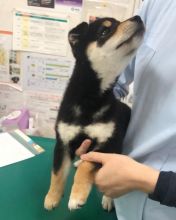 Beautiful shiba inu puppies for adoption.