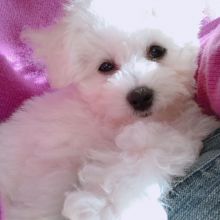 Bichon frise puppies for adoption , male and female available