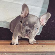 French bulldog puppies for adoption male and female available