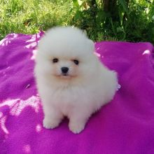Gift of cute male and female pomeranian puppies available for adoption