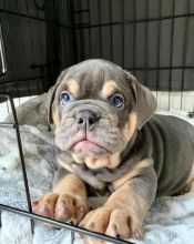 Gift of male and female English bulldog puppies