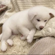 Lovely male and female Akita inu puppies for rehoming