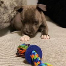 Male and female American blue nose pitbull puppies for free adoption