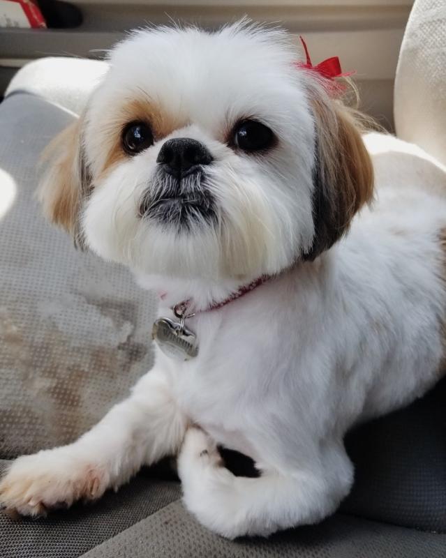 lovely shit tzu puppies for adoption Image eClassifieds4u