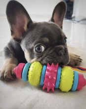 lovely french bulldog for adoption Image eClassifieds4U