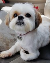 lovely shit tzu puppies for adoption Image eClassifieds4U