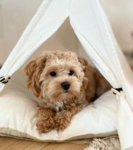 Smart maltipoo puppies for adoption. Image eClassifieds4U