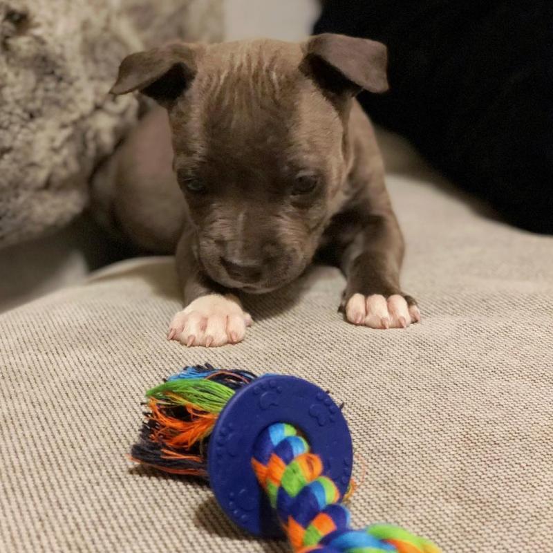 Male and female American blue nose pitbull puppies for free adoption Image eClassifieds4u