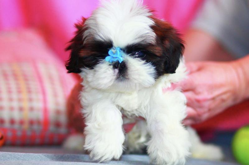 Super cute Shitzu puppies for free adoption Image eClassifieds4u