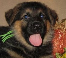 Adorable German shepherd Puppies For Free Adoption