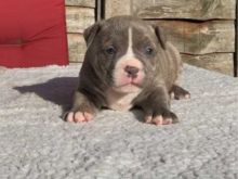Adorable lovely Male and Female american bully Puppies for adoption