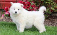 Adorable lovely Male and Female samoyed Puppies for adoption