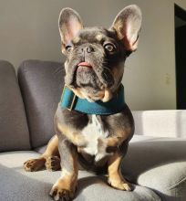 Amazing french bulldog puppies for adoption