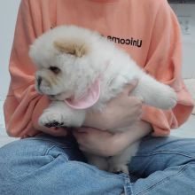 Awesome chow chow puppies for free adoption