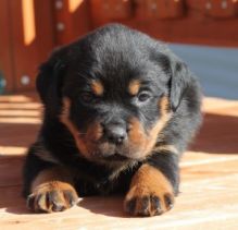 Beautiful Rottweiler Puppies available for adoption