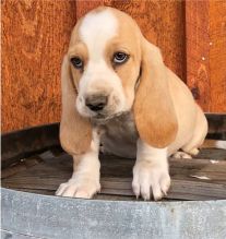 Fantastic basset hound Puppies Male and Female for adoption