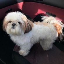 lovely shit tzu puppies for adoption
