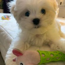 Male and Female Maltese Puppies up for adoption.