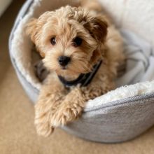 Smart maltipoo puppies for adoption.