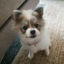 Smart pomsky puppies for adoption.(loganjack732@gmail.com)