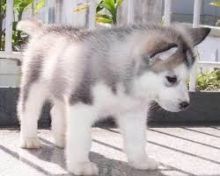 Two Gorgeous Siberian husky puppies for adoption