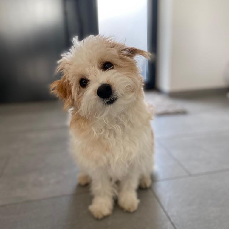 Adorable cavapoo puppies for adoption Image eClassifieds4u