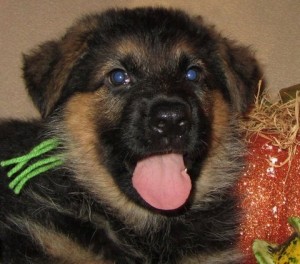 Adorable German shepherd Puppies For Free Adoption Image eClassifieds4u