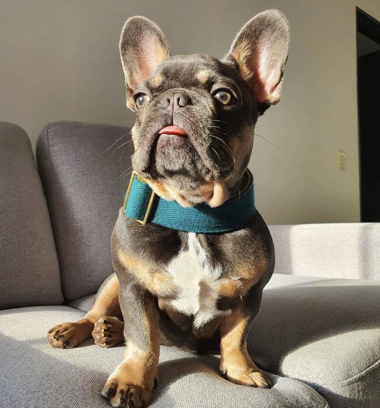 Amazing french bulldog puppies for adoption Image eClassifieds4u