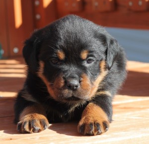 Beautiful Rottweiler Puppies available for adoption Image eClassifieds4u