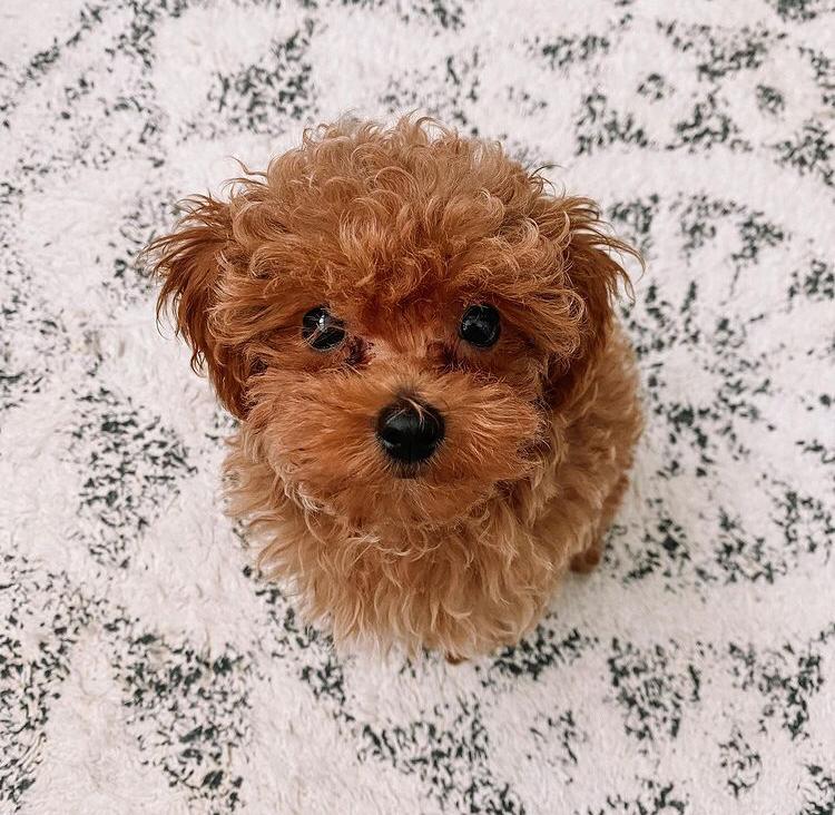 Excellence lovely Male and Female toy poodle Puppies for adoption Image eClassifieds4u
