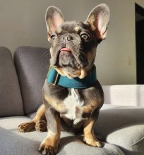 Amazing french bulldog puppies for adoption Image eClassifieds4U